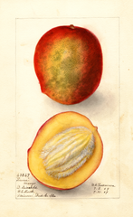 Mangoes, Perrine (1909)