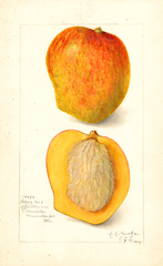 Mangoes, Peters No. 1 (1909)