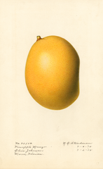Mangoes, Pineapple Mango (1918)