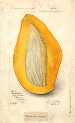 Mangoes, Sandersha (1907)
