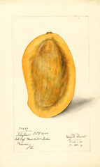 Mangoes, Totafari (1914)