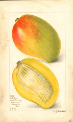Mangoes, Totafari (1908)