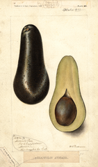Avocados, Chappelow (1898)