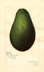 Avocados, Dickey (1916)