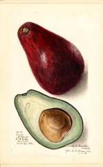 Avocados, Early (1911)