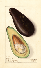 Avocados, Santa Barbara Early (1909)