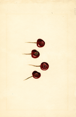 Cherries, English Morello (1931)