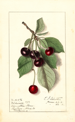 Cherries, Valdurur (1911)