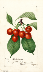 Cherries, Waterhouse (1894)