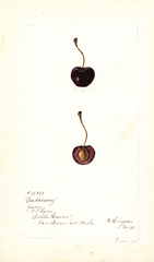 Cherries, Badacsony (1898)