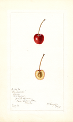 Cherries, Baltavari (1898)