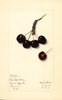 Cherries, Black Republican (1914)
