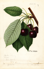 Cherries, Hoke (1894)
