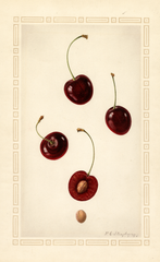 Cherries, Lambert (1924)