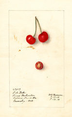 Cherries, Late Duke (1910)