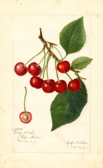 Cherries, May Duke (1914)