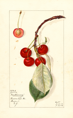 Cherries, Montmorency (1912)