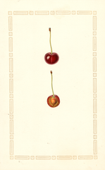 Cherries, Montmorency