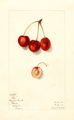 Cherries, Roe (1911)