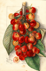 Cherries, Royal Anne (1911)