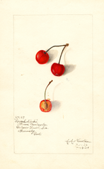 Cherries, Royal Duke (1910)