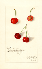 Cherries, Royal Novelle (1911)