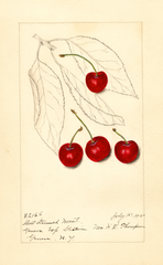 Cherries, Short Stemmed Montmorency (1915)