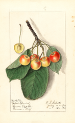 Cherries, Yellow Spanish (1912)