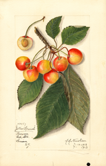 Cherries, Yellow Spanish (1913)