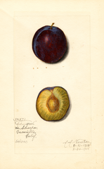 Plums, Admiral (1915)
