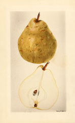 Pears, Beierschmitt (1928)