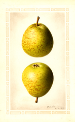 Pears, Bossock (1922)