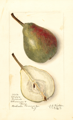 Pears, Clapps Favorite (1911)