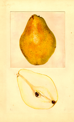 Pears, Cobert (1936)