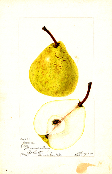 Print of Pears, Comice (1913) Poster on Vintage Visualizations