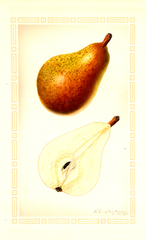 Pears, Clairgeau (1927)