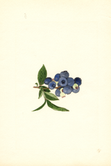 Blueberries, Brooks (1940)