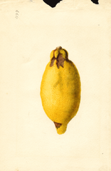 Lemons (1920)