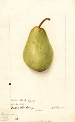 Pears, Bartlett (1902)