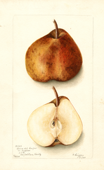 Pears, Spina Del Carpio (1904)