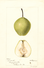 Pears, Sudduth (1895)