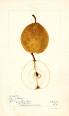 Pears, Dana Hovey (1897)