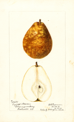 Pears, Doyenne D' Alencon (1899)
