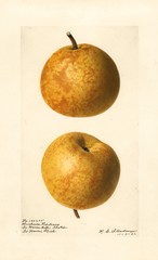 Pears, Duchesse Bordeaux (1921)