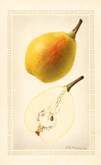 Pears, Favorita (1924)