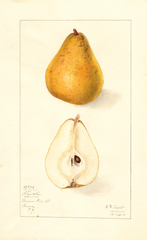 Pears, Fitzwater (1911)