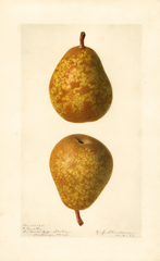 Pears, Fitzwater (1921)