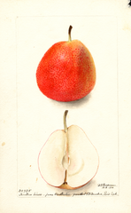 Pears, Forella Birne (1900)