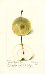 Pears, Gansel Bergamotte (1899)