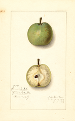 Pears, Gansel Seckel (1913)
